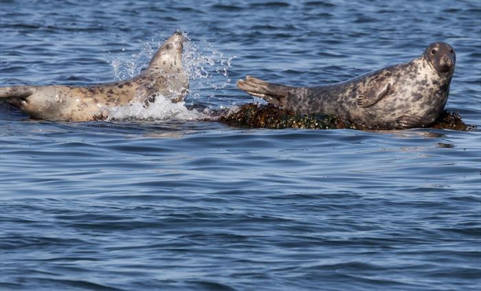 Seals Seacoast Safaris